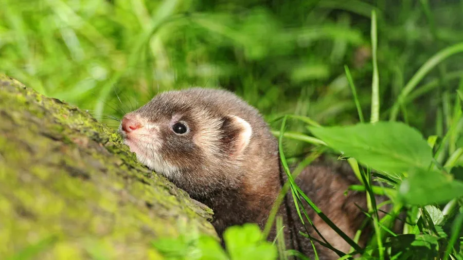 Ferret background