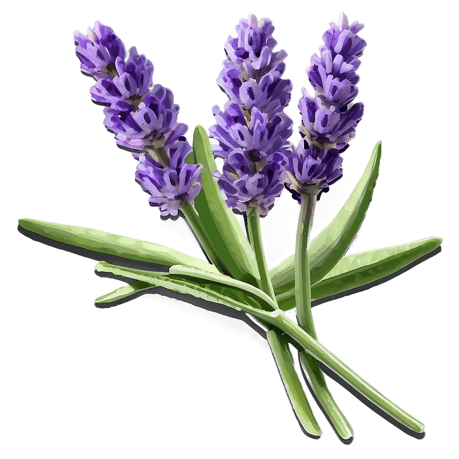 Lavender Culinary Herb PNG 06282024