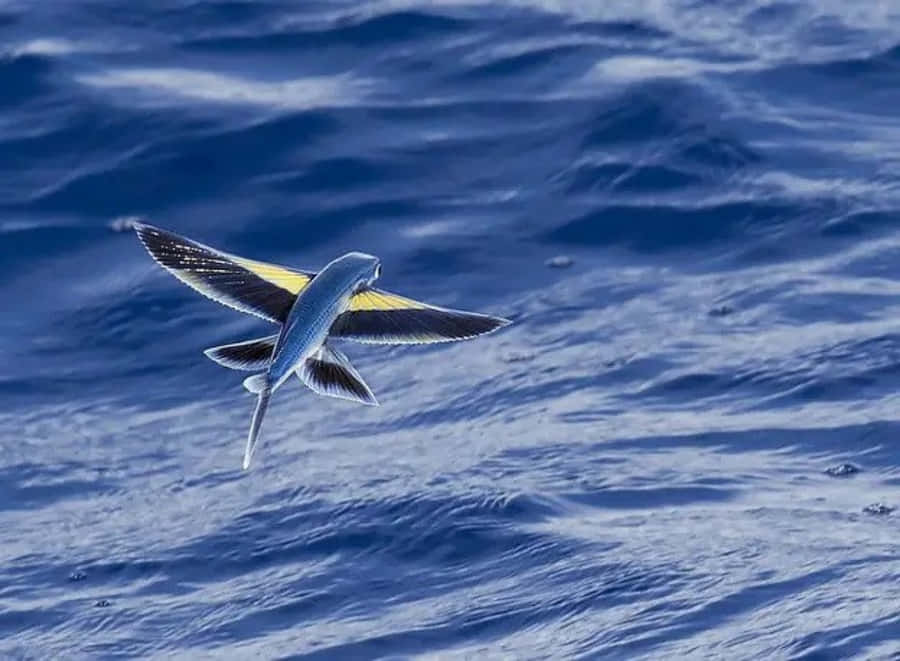 Momento Straordinario di Pesci Volanti in Volo