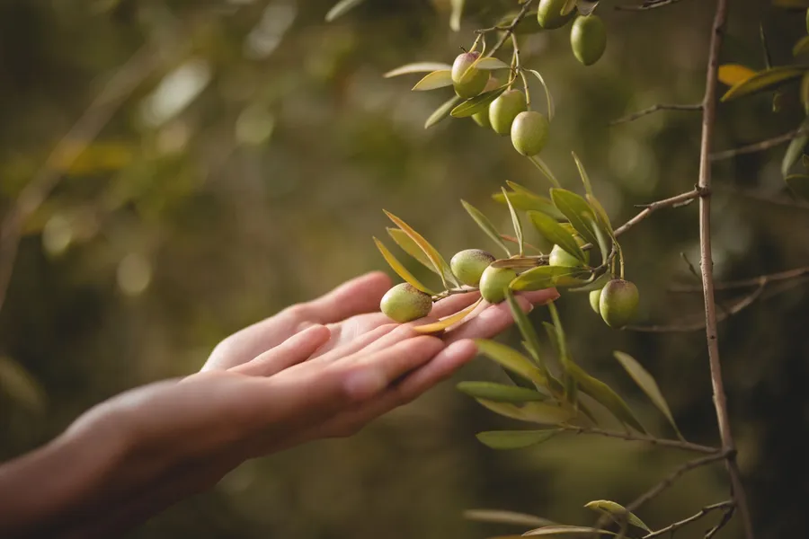 Olive Tree