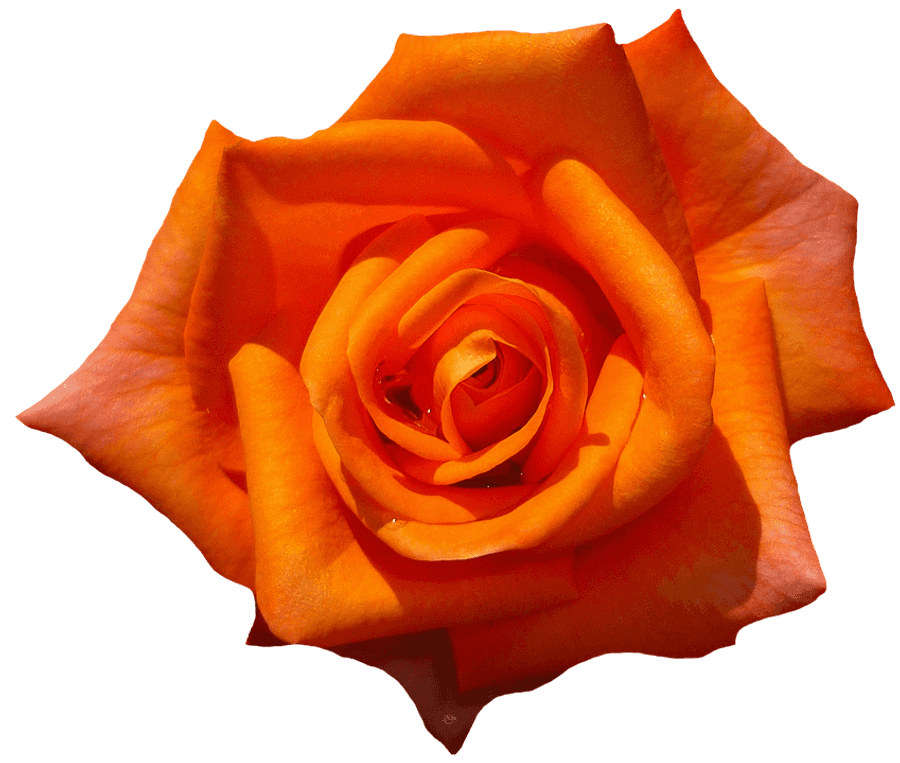 Vibrant Orange Rose