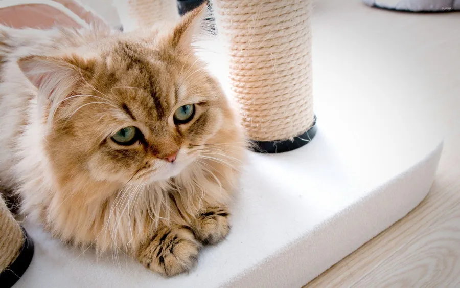 Sad Cat Pictures
