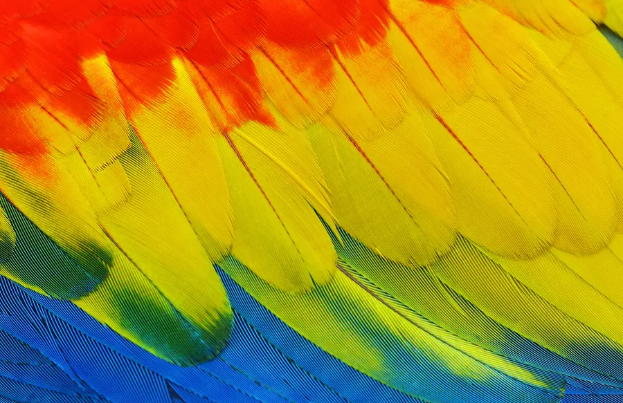 Feathers of Blue, Red, and Yellow Texture