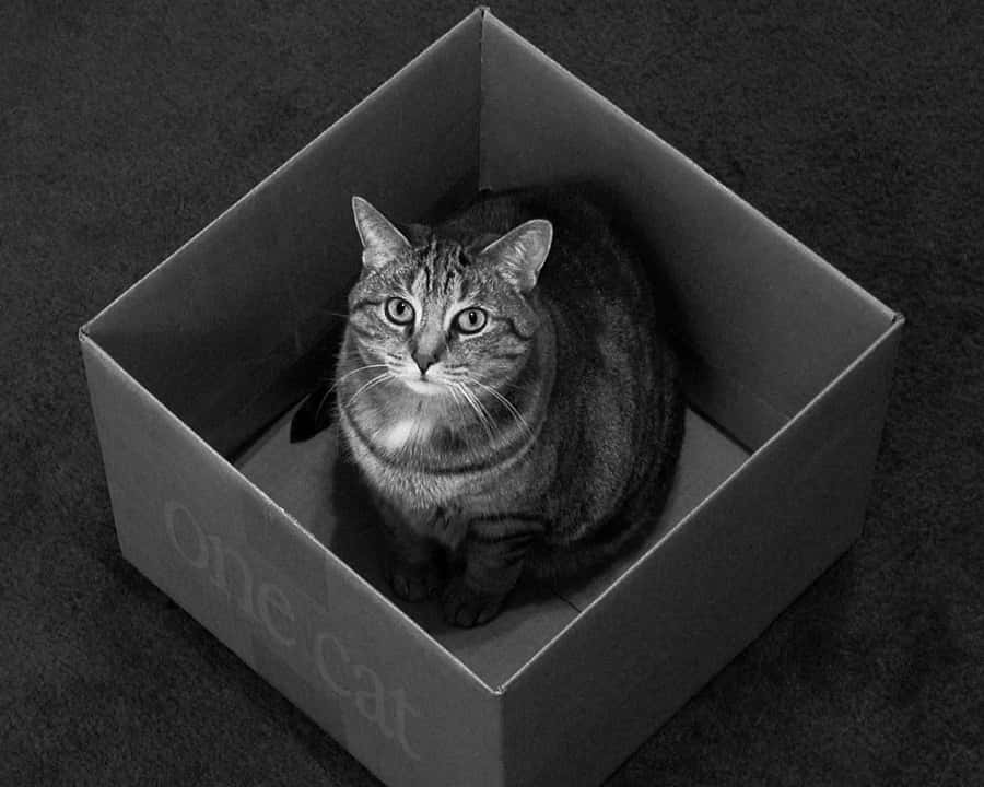 Chat tigré dans une boîte en carton