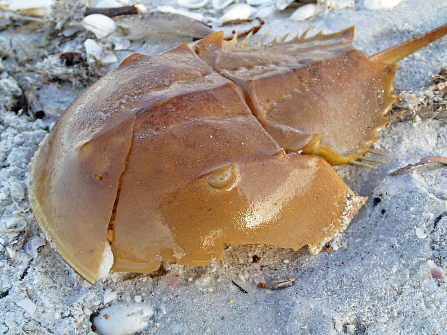 Horseshoe Crab på Sandstrand.jpg