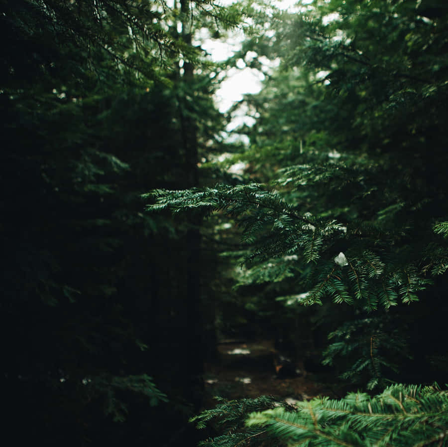 Caminho Enigmático na Floresta