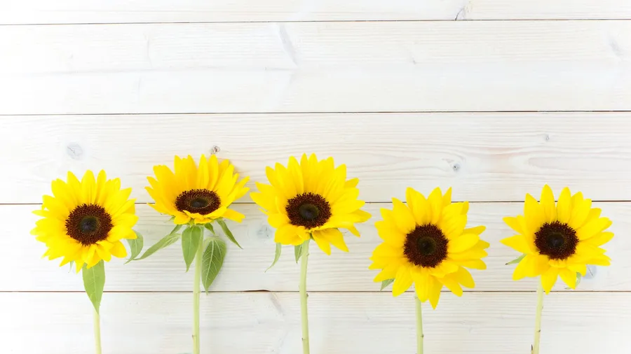 Sunflower Desktop