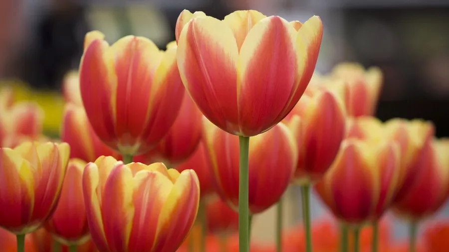 Best Flowers Background