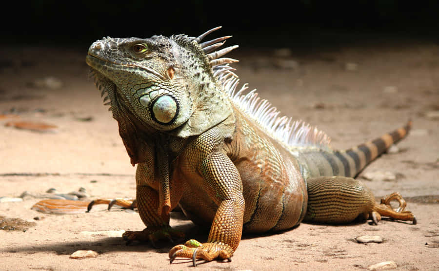 Iguana Verde Maestosa al Sole