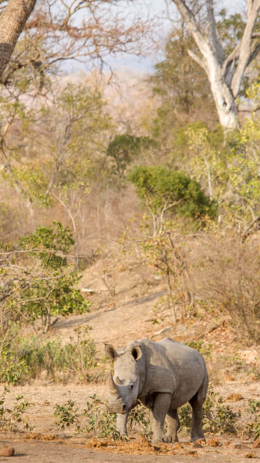 Weißes Nashorn im natürlichen Lebensraum.jpg