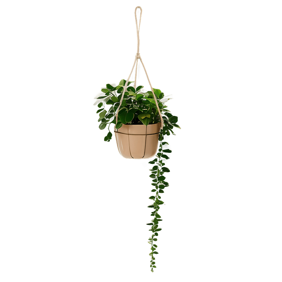 Seasonal Hanging Plants PNG gmo