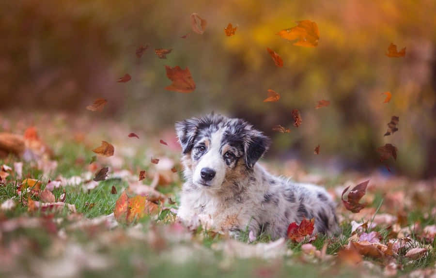 Billedeaf små australske hyrdehunde-hvalpe.