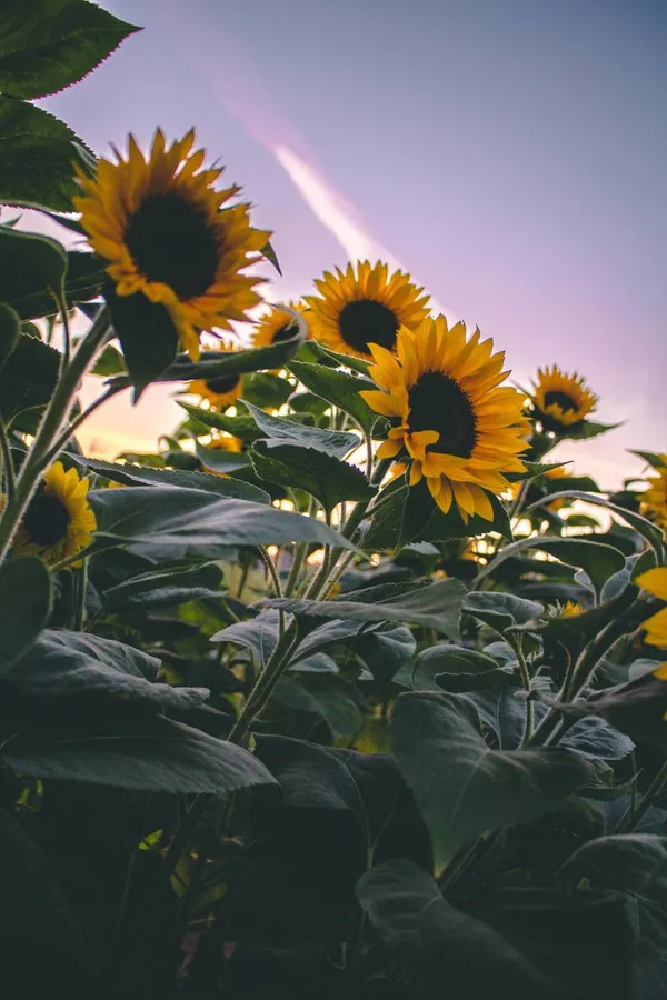 Sunflower Background