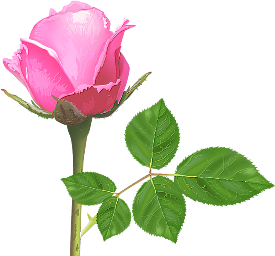 Pink Rose Budwith Leaves