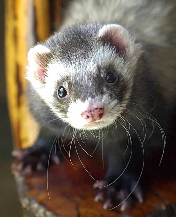 Ferret pictures