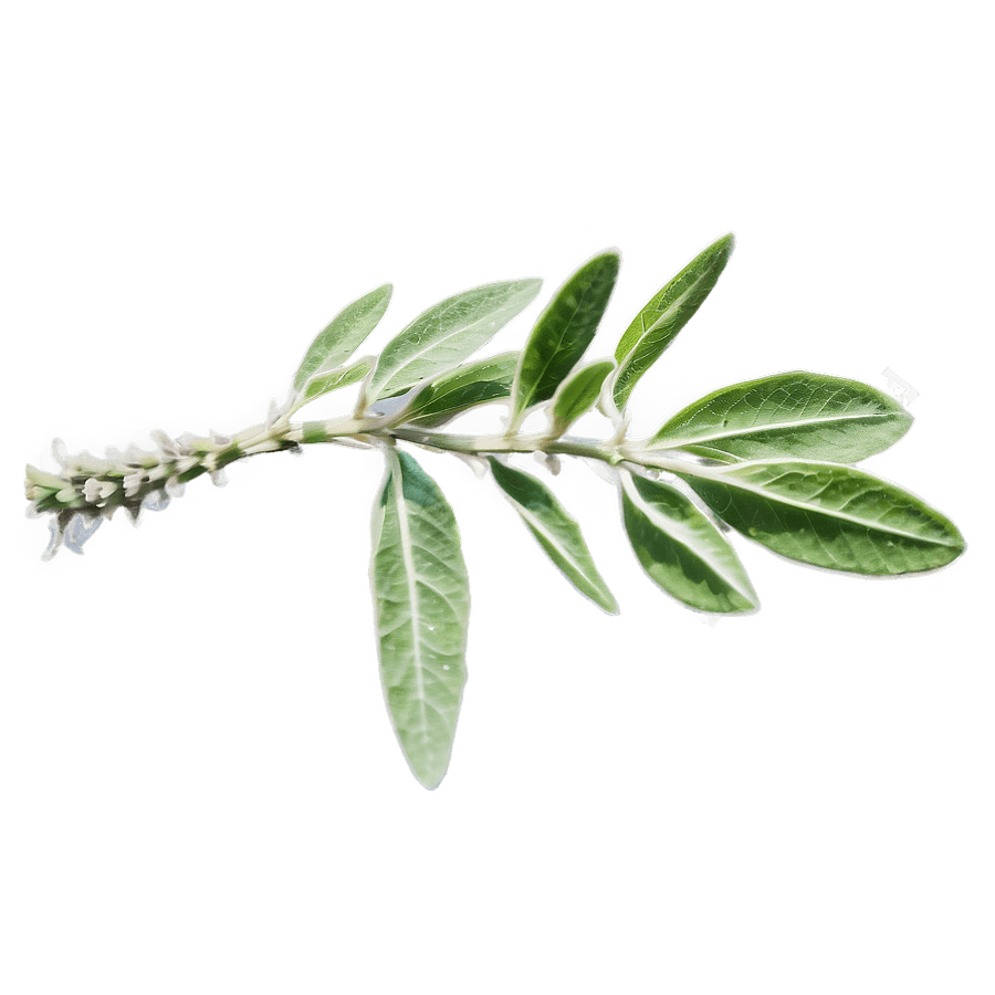 Sage with Protective Aura PNG 36