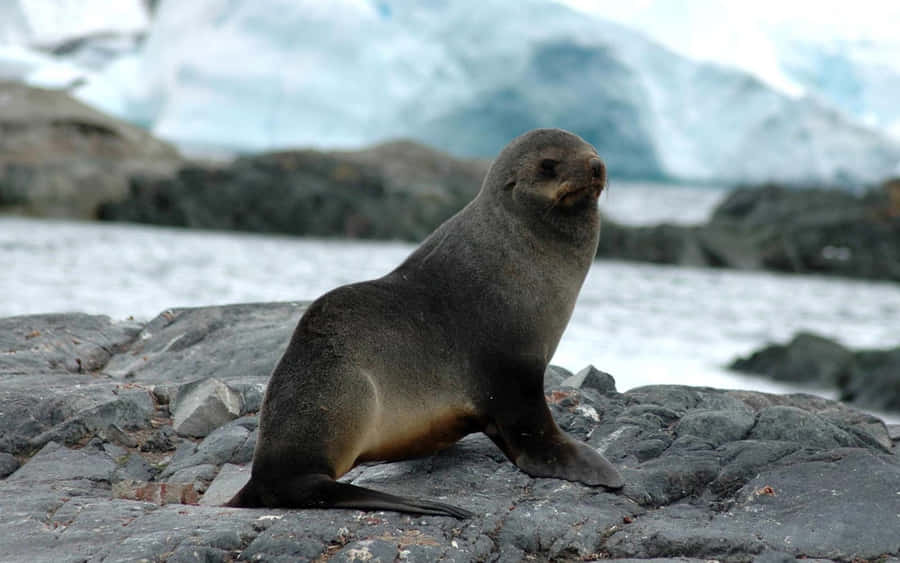 Una foca selvatica che si Rilassa su un Paesaggio Ghiacciato
