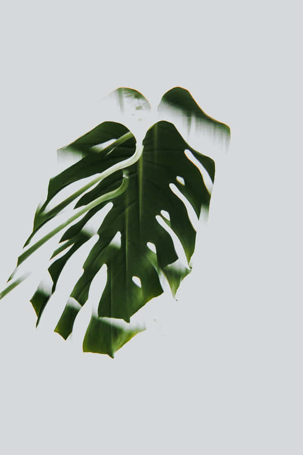 Naturenfanger skønheden med et enkelt blad.