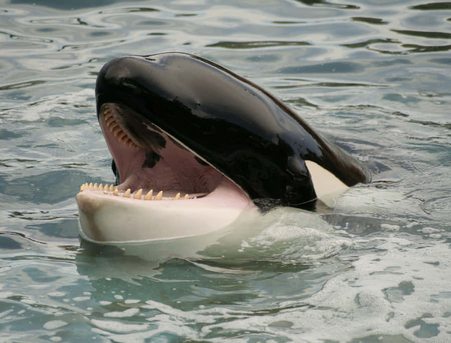 Orca Val Öppen Mun
