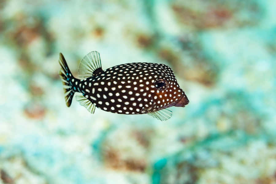 Gepunkteter Kastenfisch schwimmt über Korallenriff
