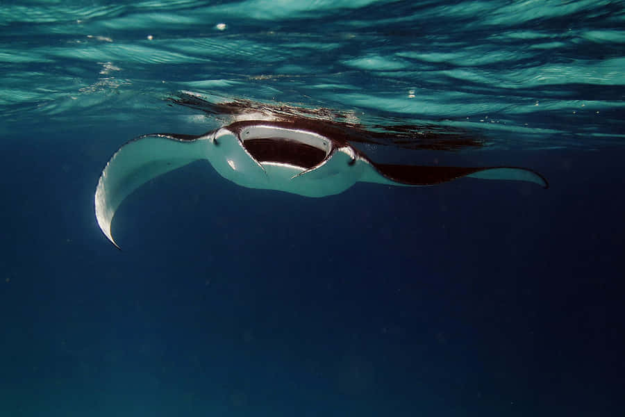 Majestätischer Manta-Rochen unter Wasser