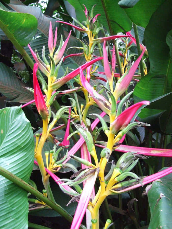 Heliconia tropiske planter billede murals Wallpaper