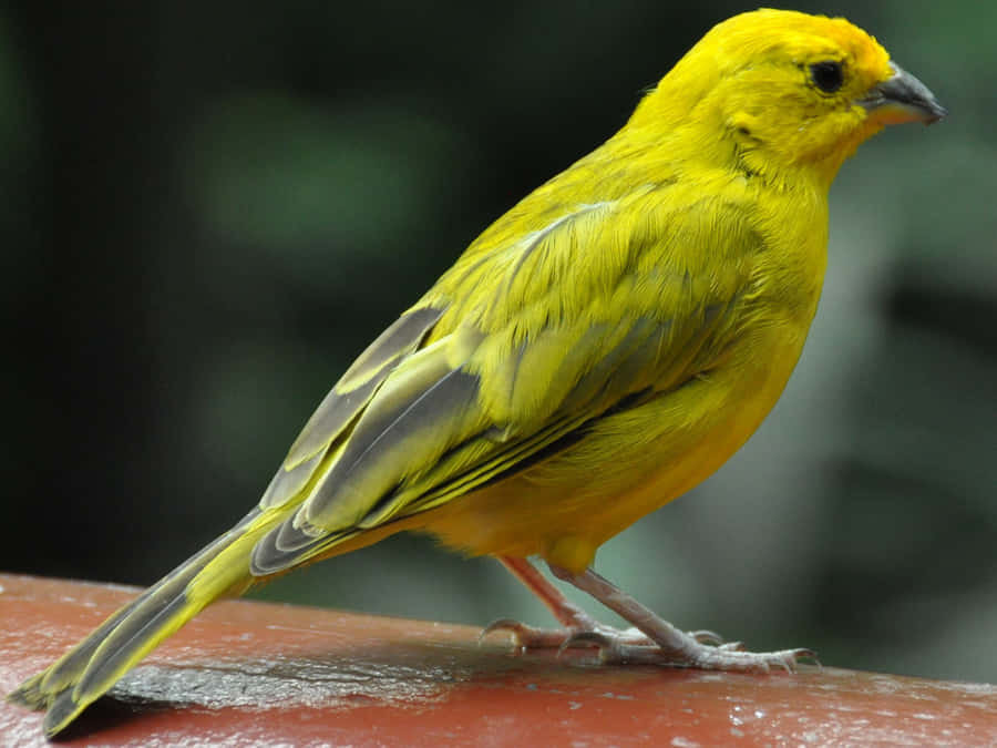 Canarinogiallo posato su un ramo