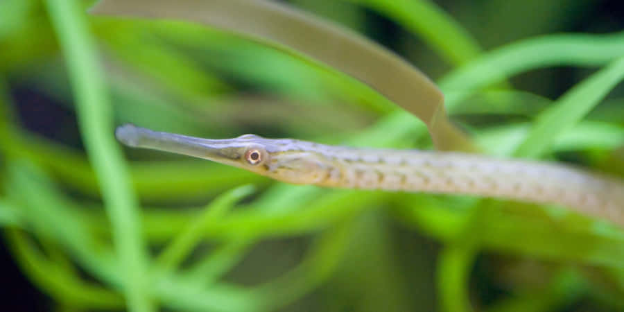 Peixe-Pipe Camuflado Entre Grama Marinha.jpg