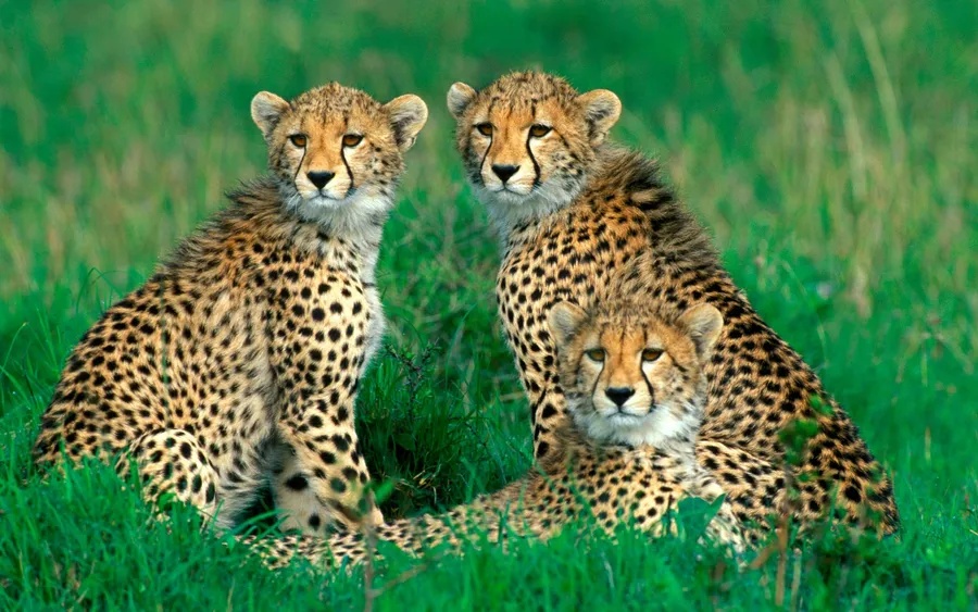 Cheetah background