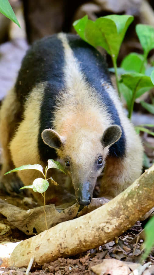 Habitat Naturale del Tamandua