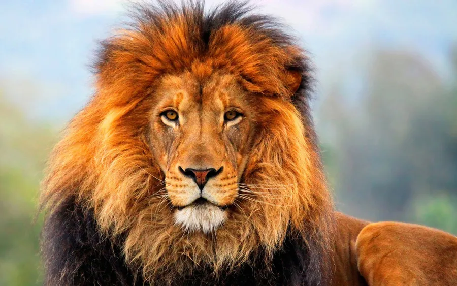 Lion background