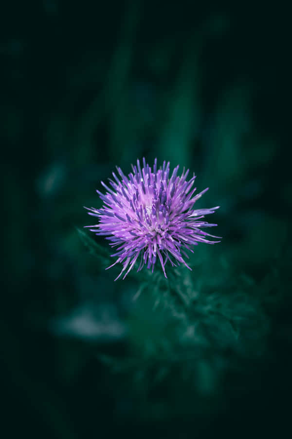 Lebendige Lila Distelblume