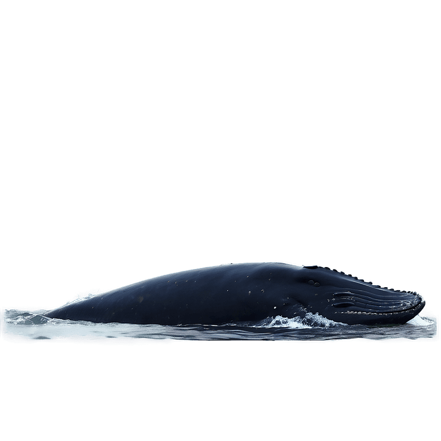 Humpback Whale Peaceful Ocean PNG qgi