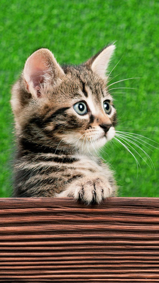 Holzbankmit getigerten Katzen iPhone