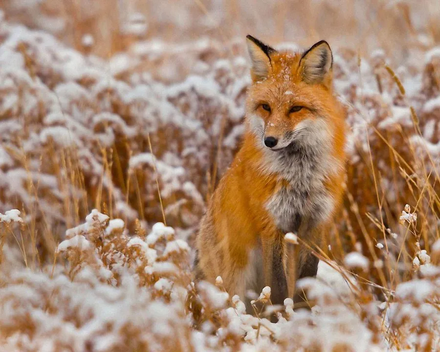 Fox background