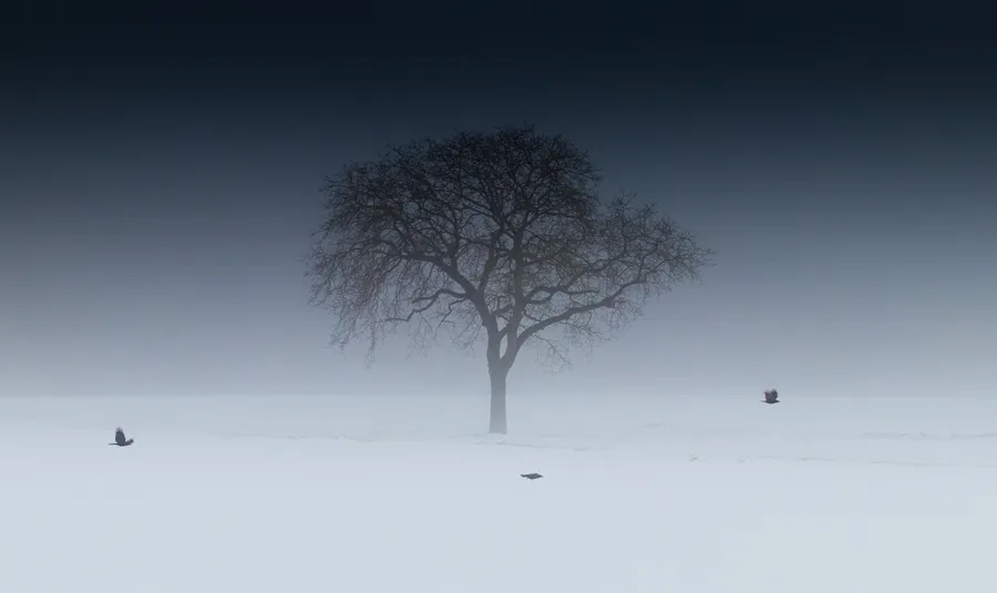 Isolated Tree Winter Desktop