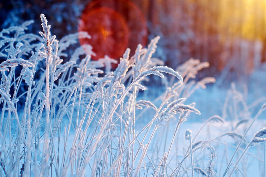 Wallpaperde Flores de Inverno 1920 x 1283