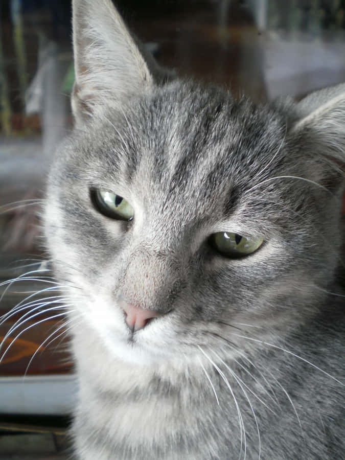 Imagemde gato cinza com pelo curto doméstico