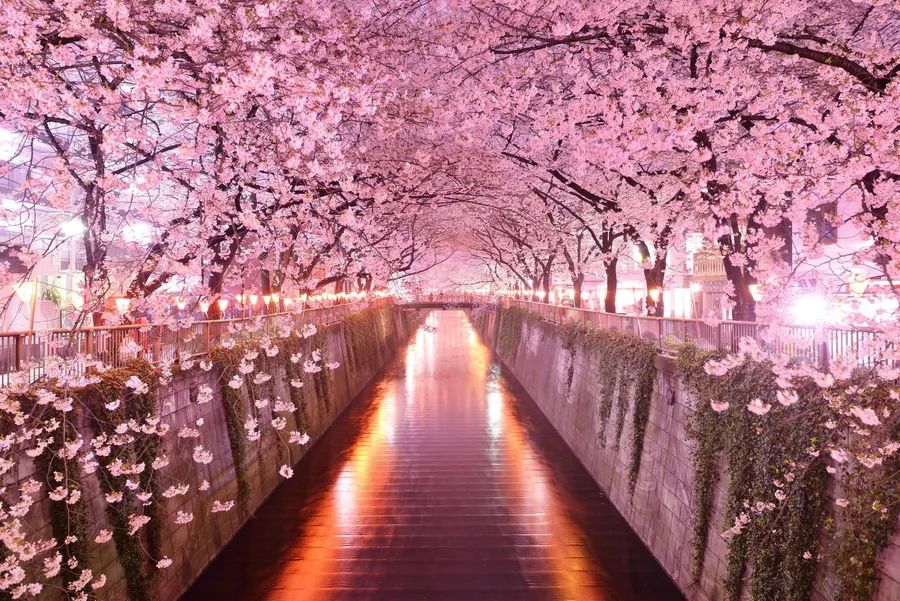 sakura tree Background
