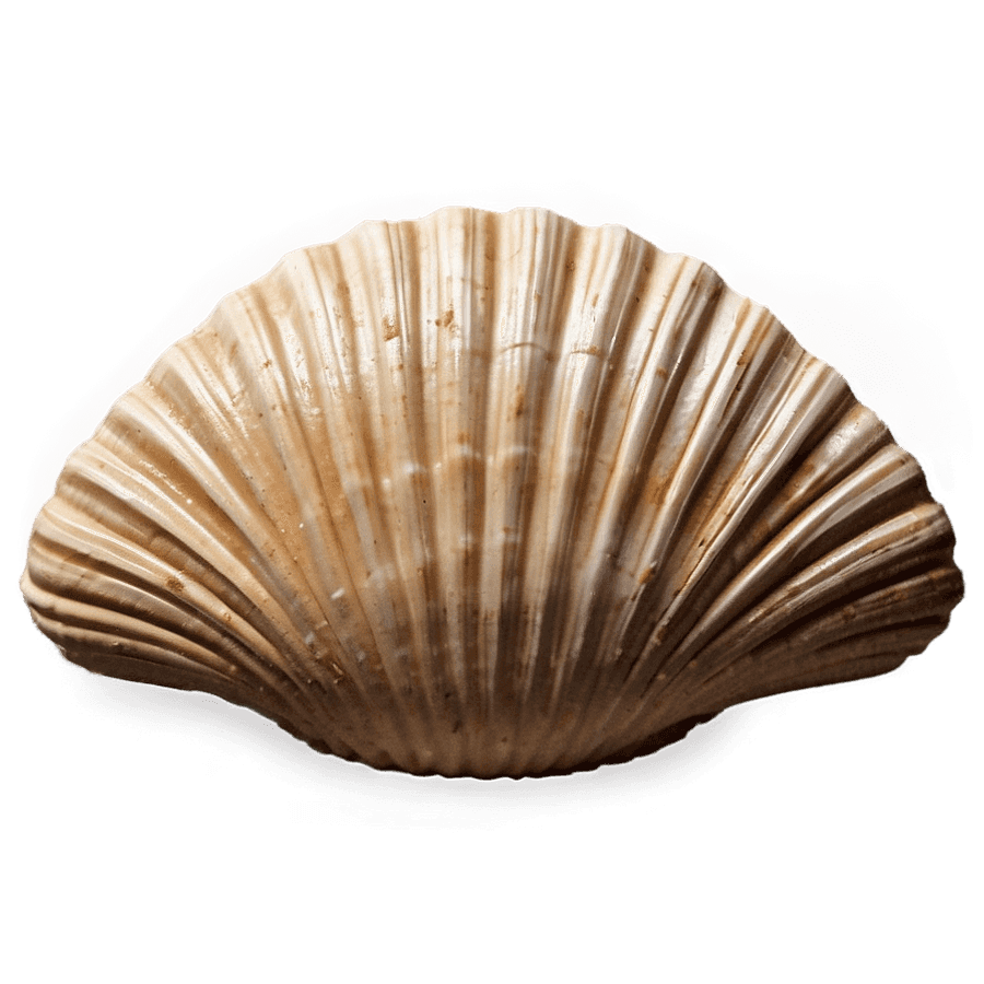 Vintage Clam Shell PNG 61