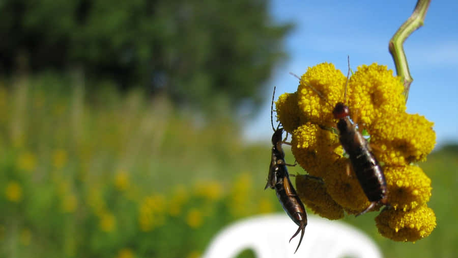 Percevejos em Flor Amarela