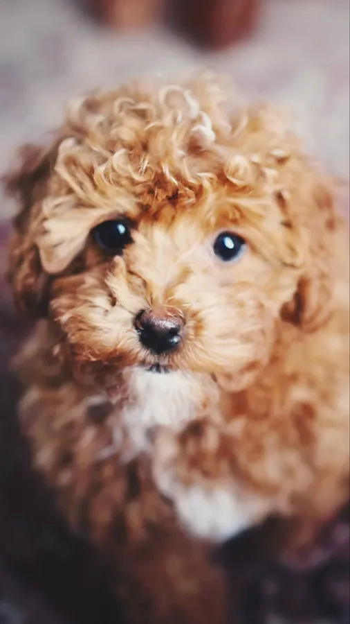 Dog Iphone