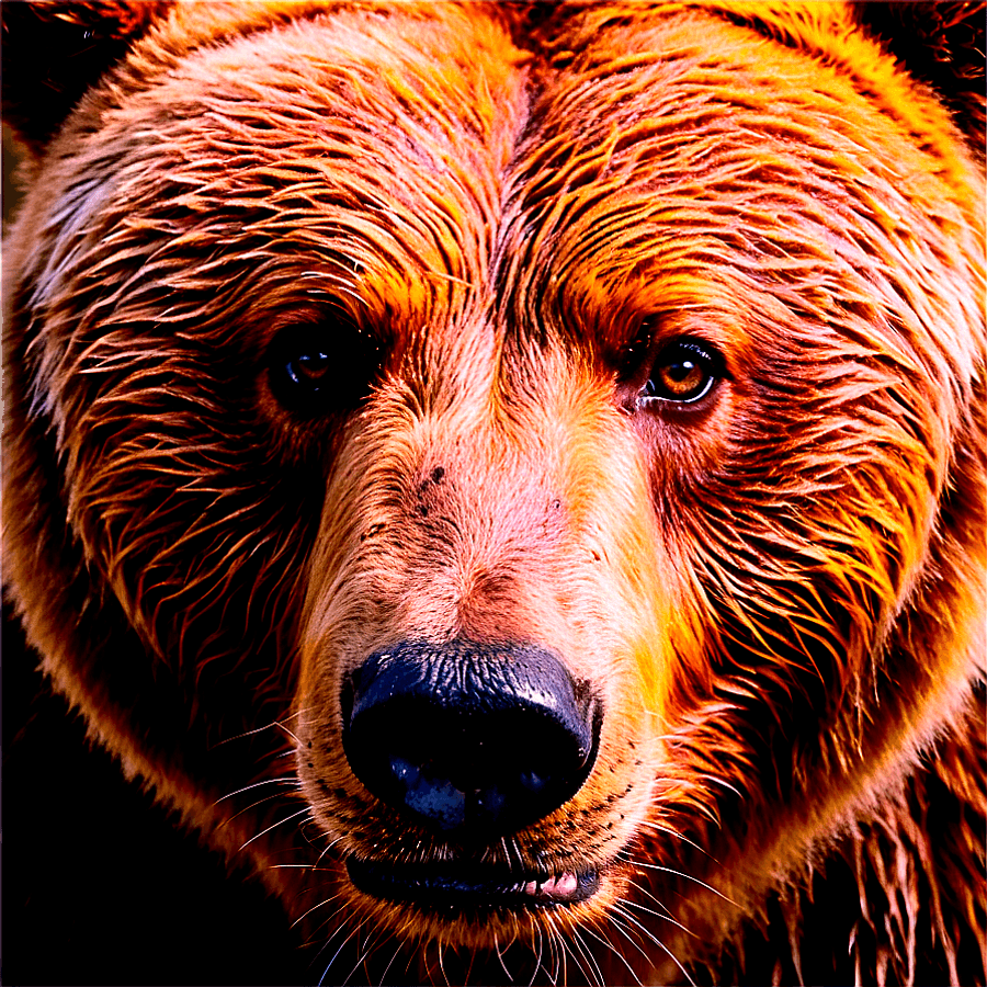 Brown Bear Face Close-Up PNG 06122024