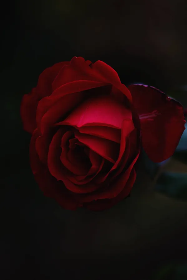 Cool Rose