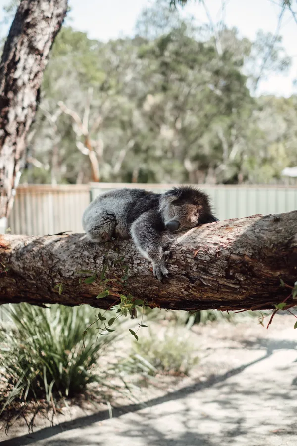 Koala hugging a tree wallpaper