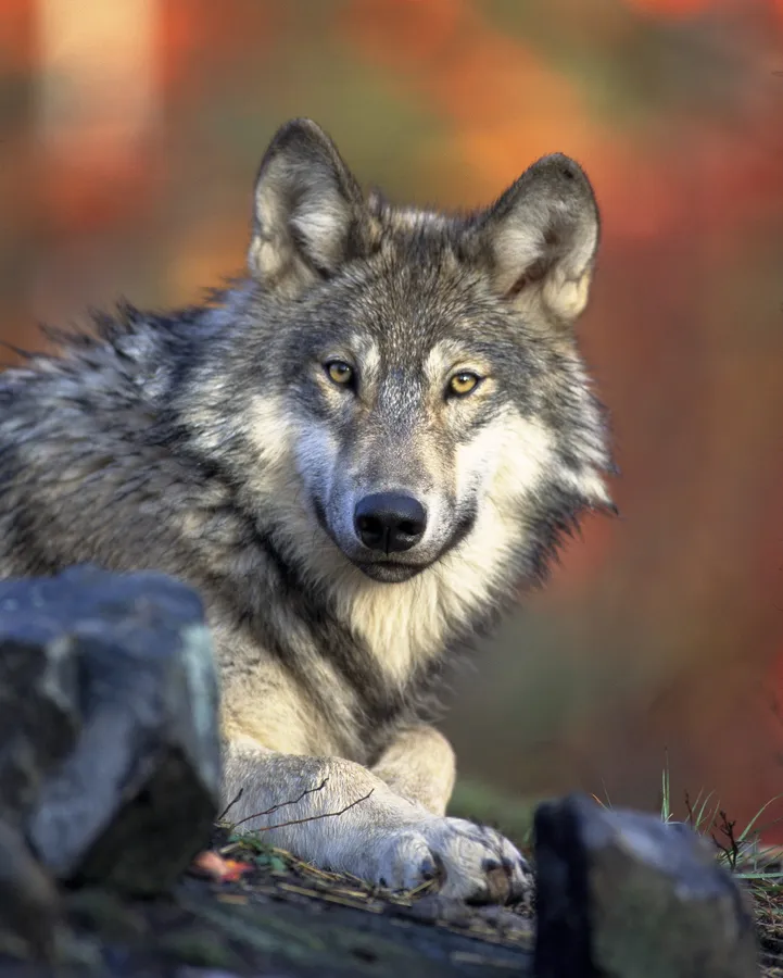 HD Wolf Front View
