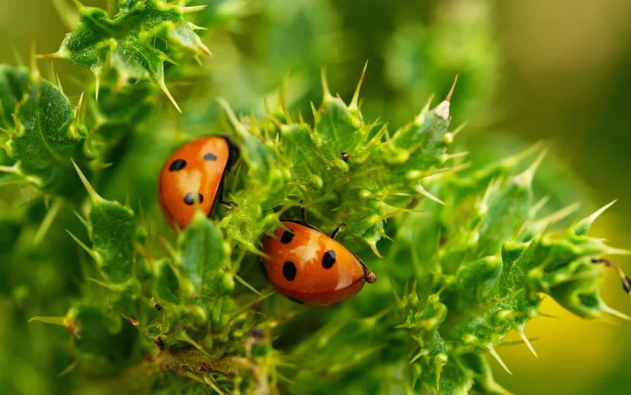 ladybug Background