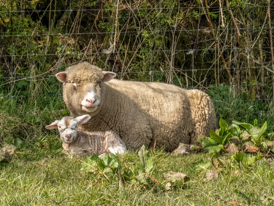 Sheep pictures