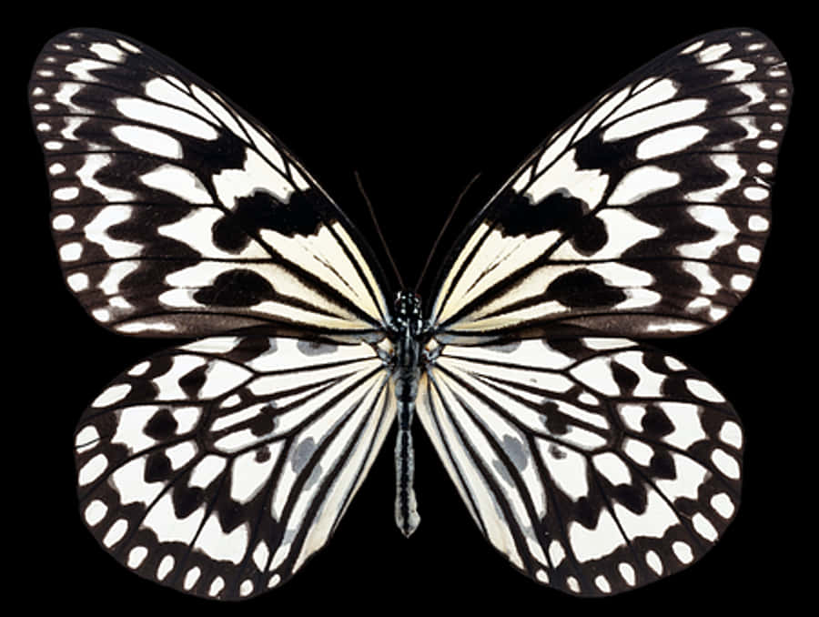 Monochrome Butterfly Spread Wings