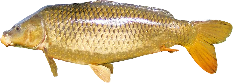 Gold Carp In White